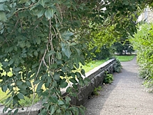 В 2026 году в Омске благоустроят только один сквер