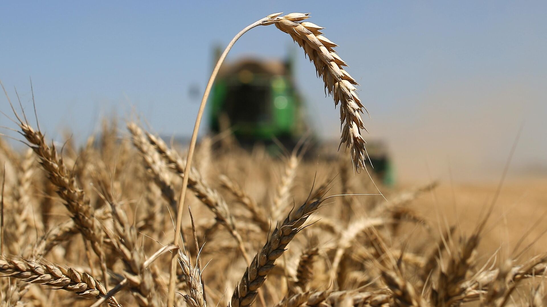 Россия может поставить рекорд по экспорту пшеницы