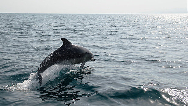 В Черном море стало меньше дельфинов и больше мусора