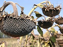 Поставки семечек из РФ в ЕС достигли максимума