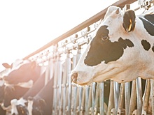 Агрохолдинг «СТЕПЬ» на 25% увеличил надои молока в первом полугодии