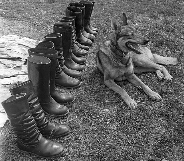 Приморский край. Пограничная застава. Служебно-розыскная собака охраняет солдатские сапоги, 1964.
