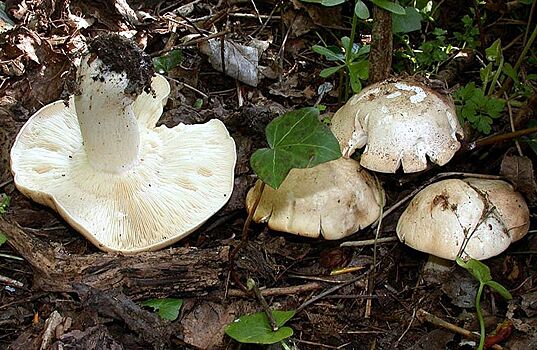 Какие грибы можно собирать в мае и где они растут