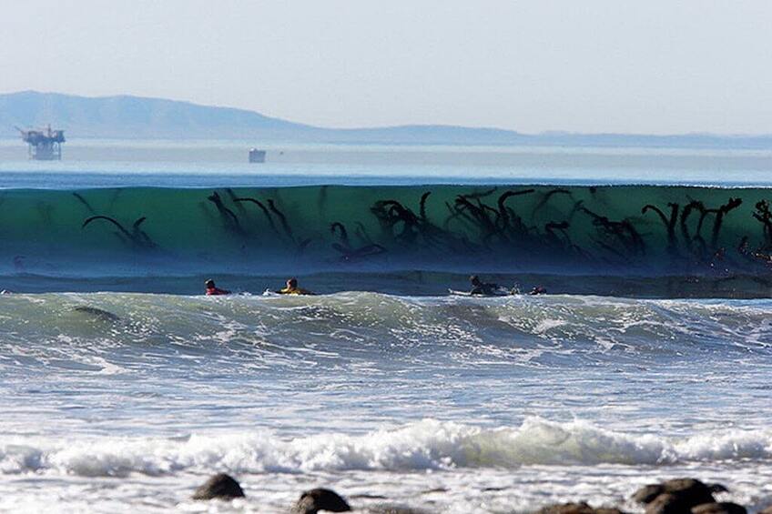 Морские водоросли в волнах выглядят жутковато.