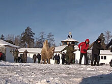 Сожжение верблюдов осталось без последствий