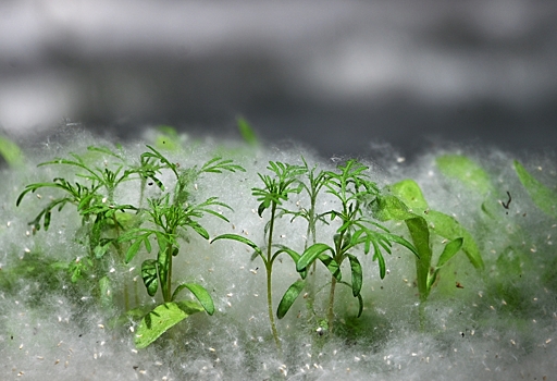 Почему в СССР повсюду сажали тополя