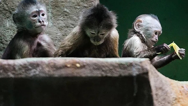 Иммунолог назвал главных распространителей оспы обезьян