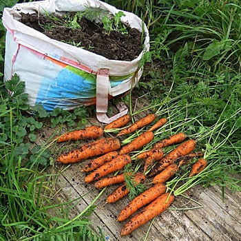 Вырастил картошку и морковь в сумках из Леруа. Результатом доволен!
