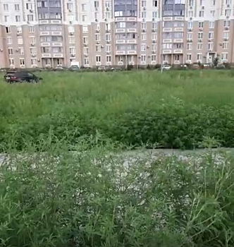 Саженцы успешно прижились: ростовчане пожаловались на амброзию в Левенцовке