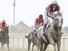 В новой конноспортивной школе краснодарцы смогут заниматься бесплатно