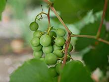 Как вырастить виноград из косточки: в домашних условиях и на даче