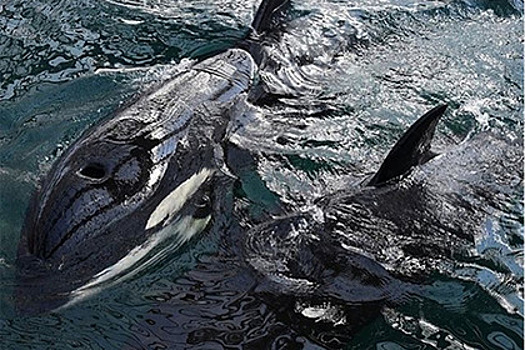 Зоозащитников и журналистов уличили в нагнетании ситуации с «китовой тюрьмой»