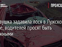 Легковушка задавила лося в Лужском районе, водителей просят быть острожными