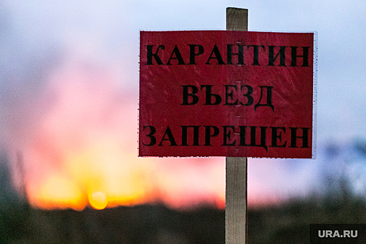 В Полевском СНТ «Дружба-2» закроют на карантин из-за дикой лисы