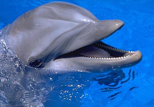Севастопольский дельфинарий просят на выход вместе с морскими животными