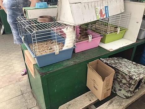 На птичьем рынке в центре Калининграда щенки и котята изнывают в клетках от жары и жажды