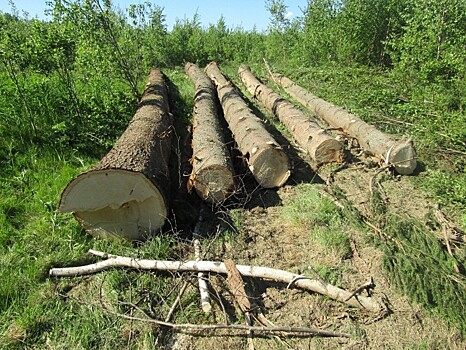 В Тверской области осудили браконьера, вырубившего целую рощу деревьев