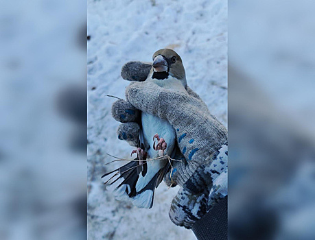 «Такое кино»: амурским орнитологам пришлось спасать «вора» от местных журавлей