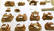 Крабы, раки, креветки в Дарвиновском музее