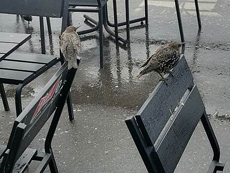 Перелетные птицы начали улетать из Химкинского лесопарка на зимовку
