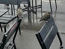 Перелетные птицы начали улетать из Химкинского лесопарка на зимовку