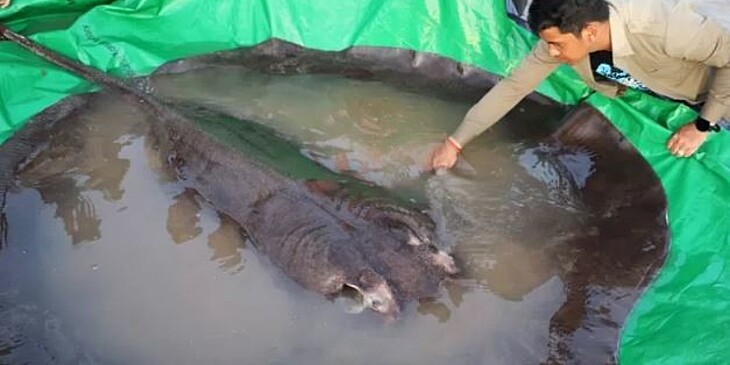 Эксперты напомнили о паразитах, которые могут содержаться в необработанной рыбе