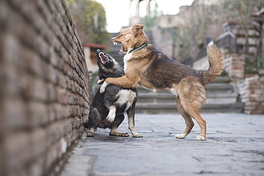 В России дело о нападении бродячих собак впервые дошло до суда