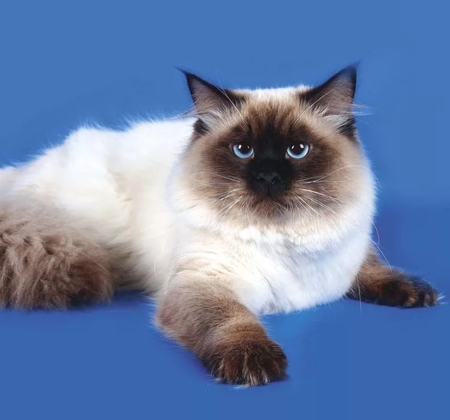 Невская маскарадная кошка — описание породы с фото - Рамблер/новости
