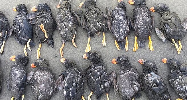 На побережье Берингова моря нашли тысячи мертвых птиц