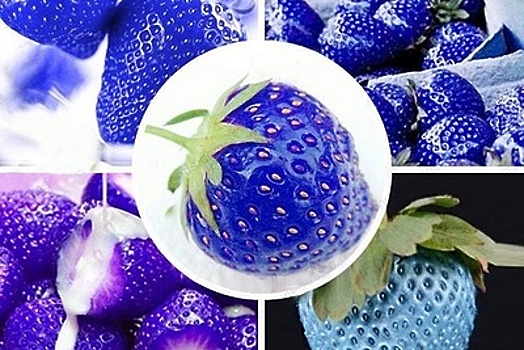 Синяя клубника и белые огурцы – что выращивают дачники Подмосковья из семян с Aliexpress