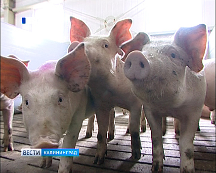 Ветврач признал вину в халатности при проверках свиней на АЧС в Калининградской области