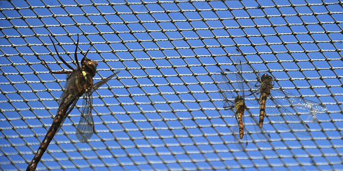 Массовая гибель насекомых – глобальная проблема. В чем причина?