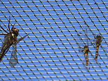 Массовая гибель насекомых – глобальная проблема. В чем причина?