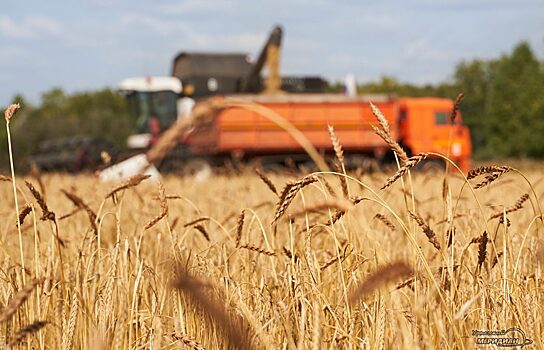В Курганской области могут построить завод по переработке пшеницы