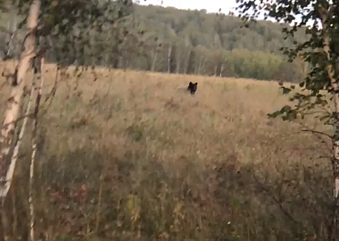 Автомобилист заснял огромного медведя вблизи Новосибирска
