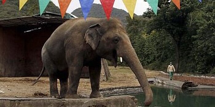 СМИ: "самый одинокий в мире слон" прибыл в Камбоджу для поисков пары