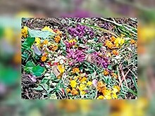 В Белогорске ищут вандалов, которые испортили цветочные клумбы, высаженные детьми