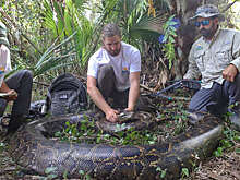 В Индонезии тело пропавшей женщины нашли внутри семиметрового питона