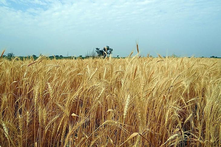 Индия сократит минеральную подкормку зерновых