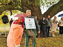 Дерево года: Бабушке Иве в Ростовской области установили памятную табличку