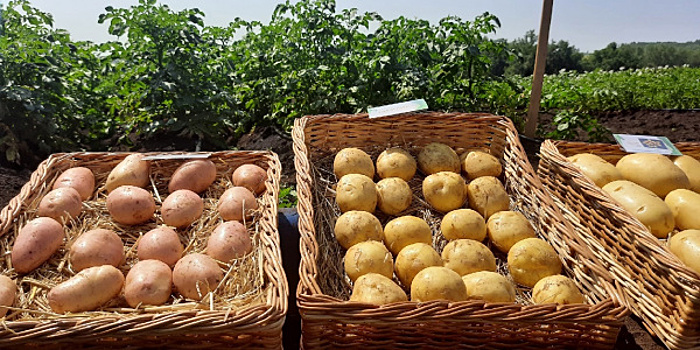 Самарские селекционеры создали новый сорт картофеля и назвали "джулией"