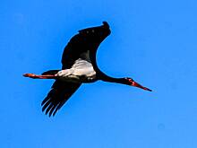 Редкие птицы Забайкалья возвращаются в природу