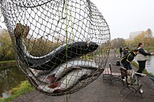 Российские регионы предложили ввести льготы для платной любительской рыбалки