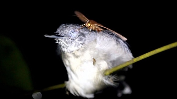 Учёные: ночные бабочки Бразилии питаются слезами спящих птиц