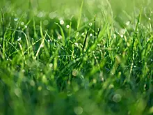 Сеяли в снег: прохожие заметили, как рабочие разбрасывают семена для газона