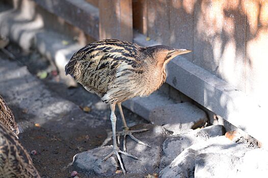 Сотрудники зоопарка «Лимпопо» рассказали о птицах, которых спасли в прошлом году