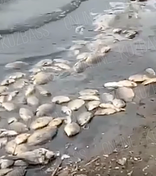 Власти опровергли информацию о массовой гибели рыбы под Прокопьевском