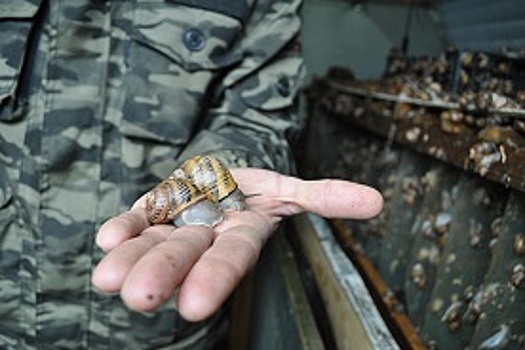 В Ростовской области создана улиточная ферма