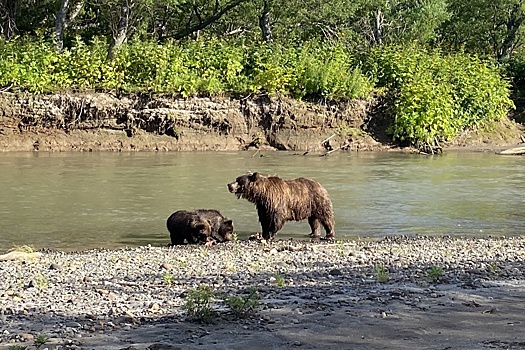 Охотинспектор с Камчатки рассказал о медвежатах, выпрашивающих еду на автотрассе
