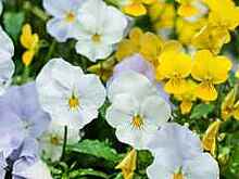 Бал цветов пройдет в парке 50-летия Октября